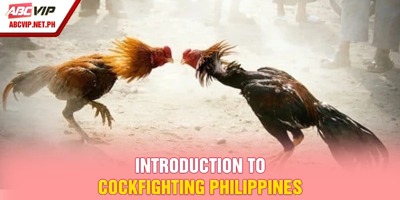 Introduction to cockfighting Philippines